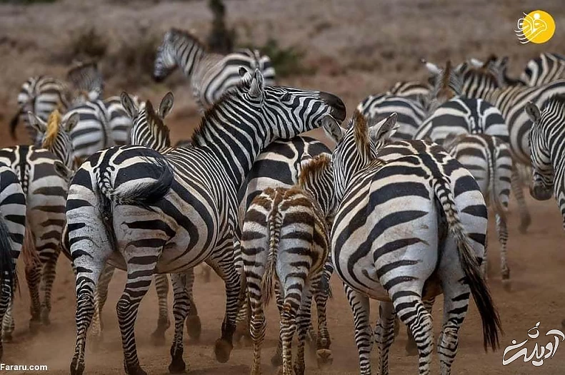 تصاویر منتخب حیات وحش در یک هفته